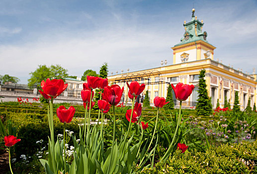 漂亮,红色,郁金香,盛开,皇宫,花园,华沙,波兰,欧洲