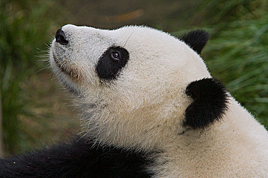 大熊猫,女性,中国
