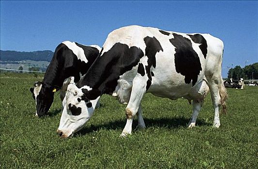 母牛,牛,黑白,草地,哺乳动物,山峦,牲畜,农牧,动物
