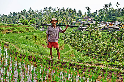 稻米,农民