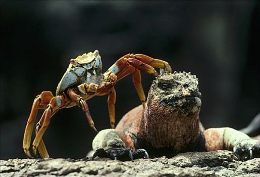 海鬣蜥,饲养,晒太阳,细纹方蟹,方蟹,死,皮肤,胡德岛,加拉帕戈斯群岛,厄瓜多尔