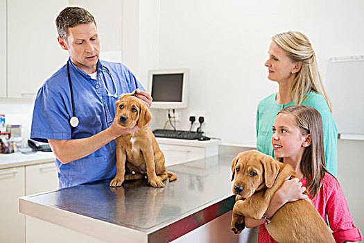 兽医,检查,狗,外科手术