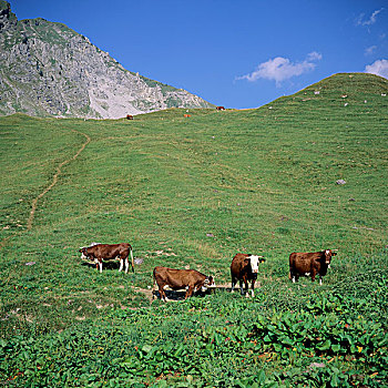 法国,法国阿尔卑斯山,母牛,山地牧场