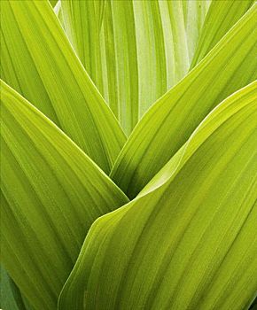 翠绿,叶子,植物,抽象,形态,圣胡安山,科罗拉多,美国