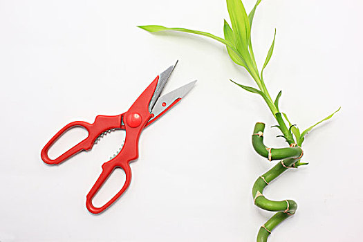 剪刀,绿叶,富贵竹