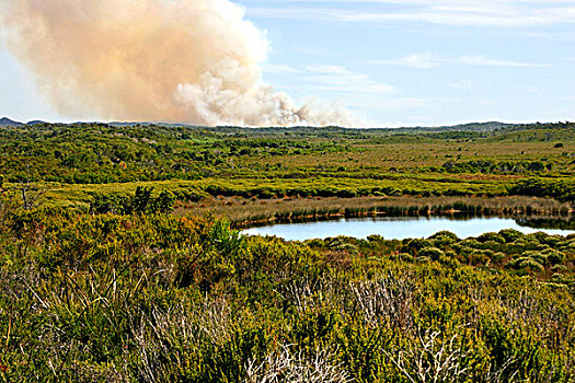 烟,林区大火,国家,公园,西澳大利亚州,澳大利亚