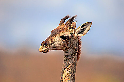 南非,长颈鹿,头像,小动物,克鲁格国家公园,非洲