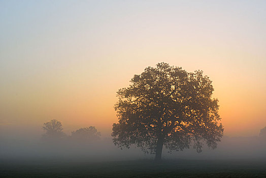 草地,风景,孤单,橡树,早晨,雾气,日出,萨克森安哈尔特,德国,欧洲