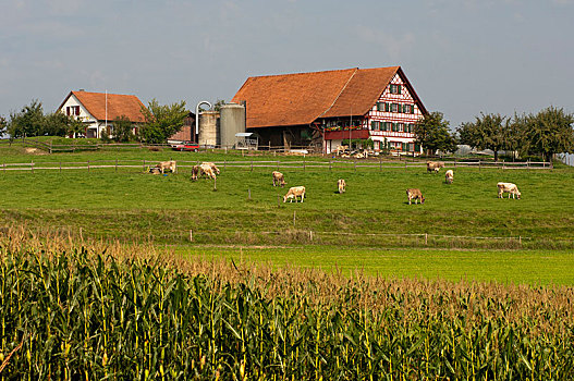 农舍,母牛,放牧,草场,中心,高原,苏黎世,瑞士,欧洲