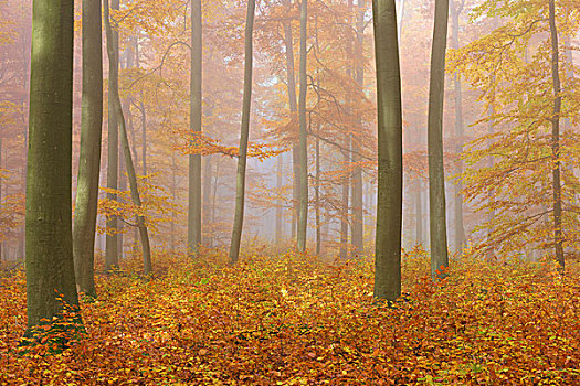 欧洲山毛榉,树林,模糊,早晨,秋天,自然公园,施佩萨特,巴伐利亚,德国