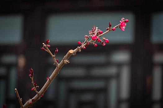 春天,公园里盛开的迎春花,樱花,桃花等