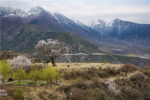 野桃花观赏圣地索松村