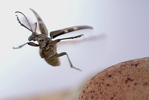 锹甲虫会飞吗图片
