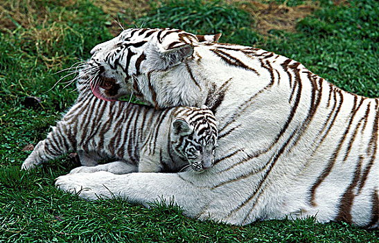 白色,虎,舔,幼兽