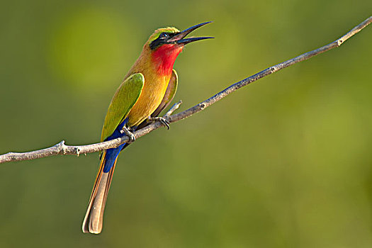 食蜂鸟,栖息,枝头,国家公园,加纳