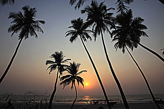 印度,果阿,科尔瓦海滩,椰树,小树林,日落,剪影