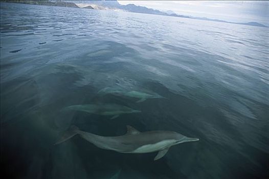 真海豚,海豚,游动,加利福尼亚湾,墨西哥