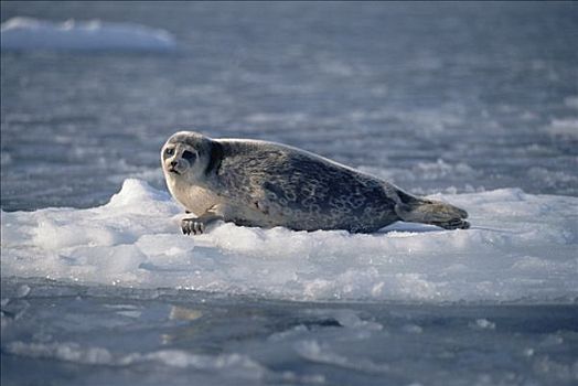 髯海豹,浮冰,挪威
