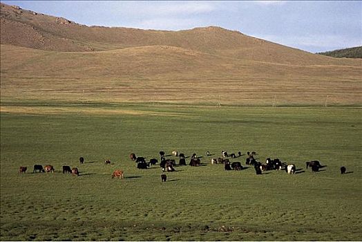 牦牛,牧群,哺乳动物,草原,蒙古,亚洲,动物