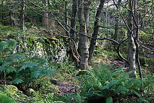 树林,峰区国家公园,德贝郡,英格兰