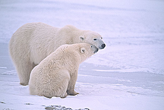 北极熊,幼兽,母兽,十一月,曼尼托巴,加拿大