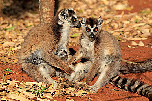 节尾狐猴,狐猴,母兽,哺乳,幼兽,成年,女性,贝伦提保护区,马达加斯加,非洲