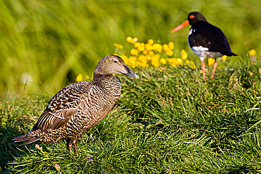 蛎鹬,雌性,绒鸭,靠近,冰岛