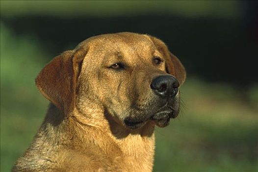 家犬,狗,肖像,黄色拉布拉多犬,混合,阿尔加维,葡萄牙