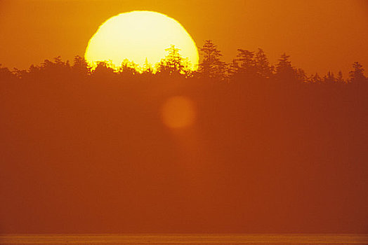 日出,后面,树,圣胡安,岛屿,温哥华岛,不列颠哥伦比亚省,加拿大