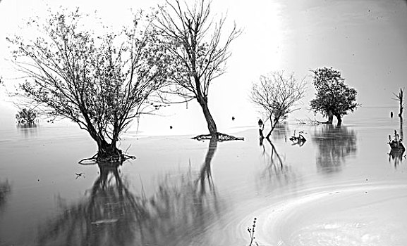 合肥巢湖芦溪湿地