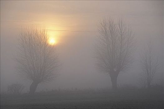柳树,树,雾
