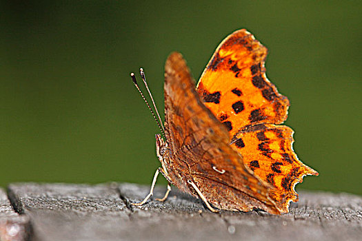 银纹多角蛱蝶,蝴蝶,荷兰