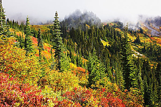 秋色,雷尼尔山,雷尼尔山国家公园,华盛顿,美国
