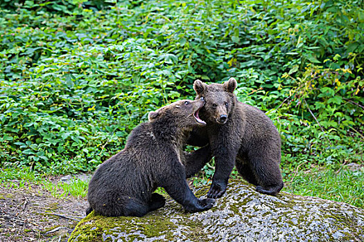 欧洲,棕熊,幼兽,玩,岩石上,巴伐利亚,德国