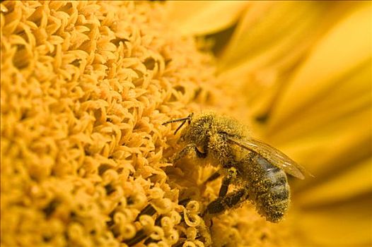 蜜蜂,意大利蜂,遮盖,花粉,普通,向日葵,特写,勃艮第大区,法国