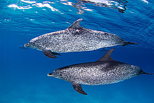 雄性,斑海豚,游泳,靠近,表面,海洋
