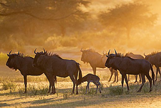 蓝色,角马,牧群,新生,幼兽,日出,卡拉哈里沙漠,卡拉哈迪大羚羊国家公园,南非,非洲