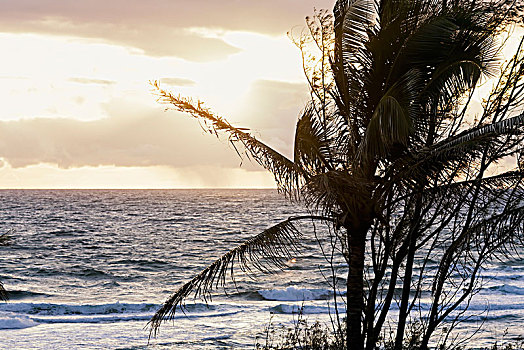 早晨,日出,棕榈树,海滩,考艾岛,夏威夷,美国