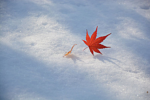 雪与红枫