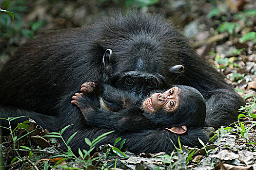 黑猩猩,类人猿,母亲,玩,1岁,幼仔,西部,乌干达