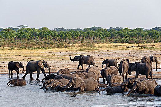 牧群,非洲象,喝,浴,水坑