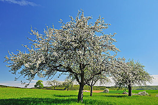 盛开,苹果树,施佩萨特,巴伐利亚,德国
