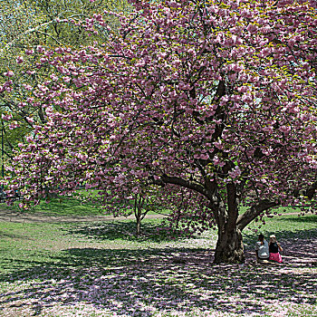 人,坐,樱花,树,中央公园,曼哈顿,纽约,美国