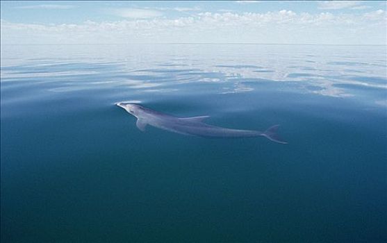 宽吻海豚,水边,表面,澳大利亚