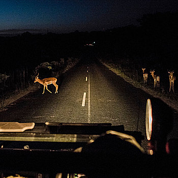 风档玻璃,风景,羚羊,途中,夜晚,克鲁格国家公园,南非