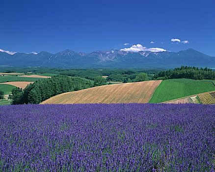 山,地点,薰衣草,山脉