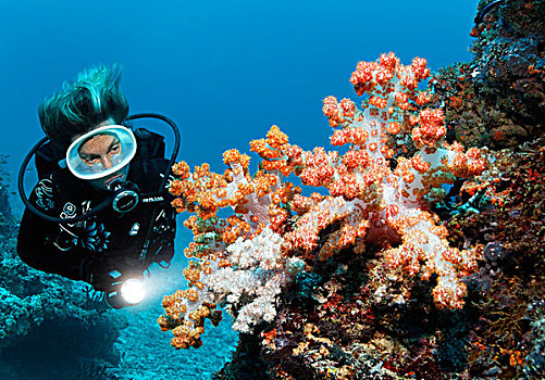 潜水,看,软珊瑚,珊瑚礁,印度洋,南马累环礁,马尔代夫,亚洲