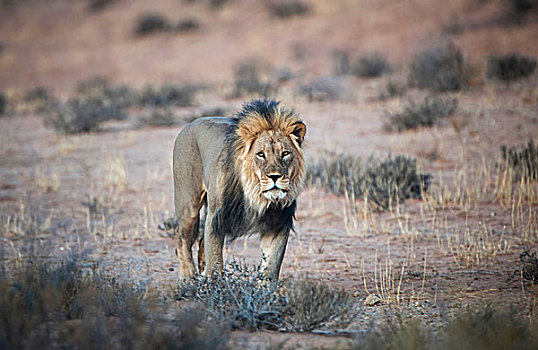 狮子,雄性,卡拉哈迪大羚羊国家公园,北开普,南非,非洲