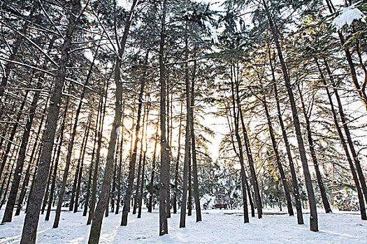 16年冬季初雪三门峡风景区树林日落