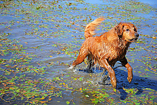 金毛猎犬,狗,跑,水,俄勒冈,美国